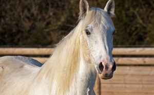Seine-Maritime : suspicion d’acte de malveillance sur une jument à La Londe, la police enquête 