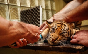 Seine-Maritime : neuf suspects entendus par la police à Rouen et au Havre pour trafic d’espèces protégées 