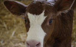 Seine-Maritime : un veau tombe dans un puits de 30 m de profondeur près de Buchy