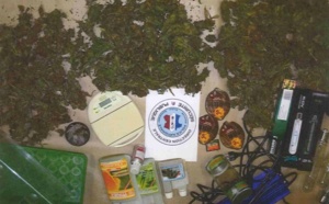 Il revendait l'herbe de cannabis qu'il cultivait chez un ami à Petit-Quevilly