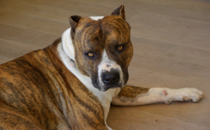 Eure : un homme mordu à l’abdomen et aux bras par un chien à Gaillon