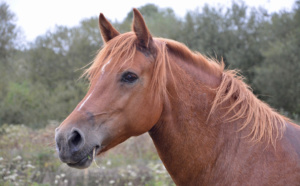 Eure : les sapeurs-pompiers au secours d’un cheval en difficulté dans un champ marécageux 