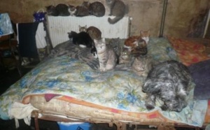 Vernon : le SOS d'une amie des chats entendu par la Fondation 30 Millions d'amis