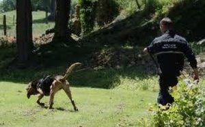 Hélicoptère et chien pisteur à la recherche d'un disparu en Seine-Maritime