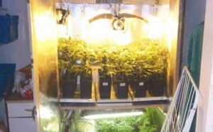 Le fumeur de joints cultivait de l'herbe de cannabis pour sa consommation personnelle