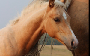 Seine-Maritime : une pouliche entaillée à la croupe à Mesnil-Esnard, une enquête est ouverte 