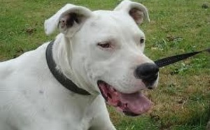 Femme attaquée par un chien à Rouen : le propriétaire du Dogue argentin remis en liberté