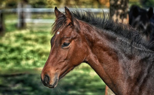 Un cheval retrouvé sérieusement blessé à la cuisse dans son enclos à Mesnil-en-Ouche, dans l’Eure  