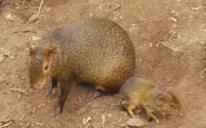 Naissance de bébés agoutis d'Azara à la serre zoologique Biotropica de Val-de-Reuil
