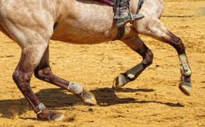 Seine-Maritime : un cavalier blessé grièvement lors d’une chute de cheval à Montivilliers 