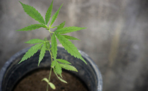 Yvelines. Il cultivait de l’herbe de cannabis dans son appartement à Chambourcy 