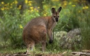 Insolite : les gendarmes retrouvent le wallaby égaré dans un poulailler près du Neubourg