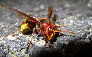 Des nids de frelons asiatiques détruits dans l'Eure