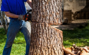 Tempête Aurore : un employé communal blessé gravement en tronçonnant un arbre en Seine-Maritime