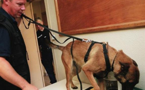 Yvelines. Le chien anti-drogue débusque de l’argent et des stupéfiants à Sartrouville 