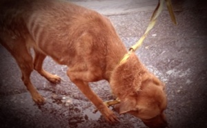 Fécamp : un couple jugé pour avoir laissé son chien sans eau ni nourriture près de 2 mois