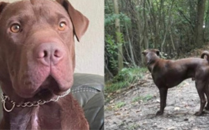 Yvelines. Aidez son maître à retrouver Charlie, perdu depuis le 13 novembre à Saint-Cyr-l’École 