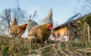 Deux cas de grippe aviaire détectés en Seine-Maritime : les volailles ont été abattues