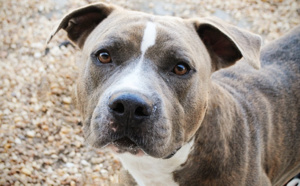 Au Havre, il maltraite son chien sous les yeux de policiers : le maître est placé en garde à vue 