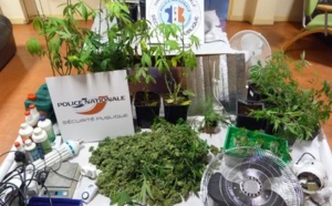 Il cultivait des plants de cannabis dans son sous-sol pour sa consommation personnelle