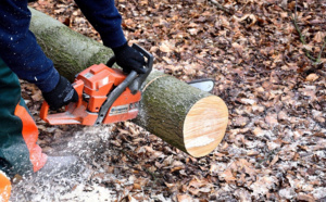 Seine-Maritime : un homme meurt lors du buchonnerage d’un arbre à Flamets-Frétils