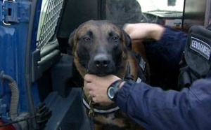 A Bernay, le chien des gendarmes mord à la cuisse et aux fesses un agresseur trop excité