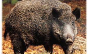 Un sanglier rebelle abattu par les policiers dans une propriété privée à Bihorel