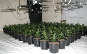 Une culture de cannabis découverte grâce à une fuite d'eau dans un appartement vide