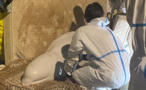 Le béluga a été euthanasié : son état s'est dégradé en cours de transport vers Ouistreham 