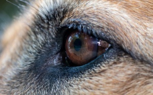 Le Havre : filmé en train de frapper violemment sa chienne, il échappe à la prison ferme