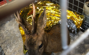 Un chevreuil récupéré en mer par les sapeurs-pompiers au large du port de Fécamp 