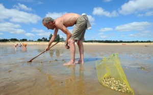 Algue toxique : le ramassage des coquillages est interdit en Seine-Maritime