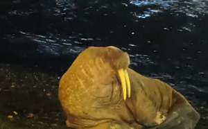 Seine-Maritime. Le morse observé hier soir dans le port de Dieppe serait reparti ce samedi matin