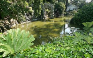 Attaqués par un champignon mortel, un hêtre, un ginkgo biloba et un cèdre du liban vont être abattus au Havre
