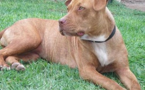 Enfants mordus par un pitbull au Havre : quatre membres d'une même famille en garde à vue