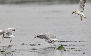 Influenza aviaire dans l’Eure : 208 communes sous surveillance après la mort  de mouettes rieuses 