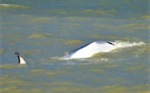 Un rorqual de 18 mètres retrouvé mort sur la plage de Saint-Valery-en-Caux 