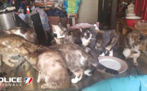 Un couple en garde à vue pour maltraitance à animaux près de Rouen