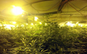 La villa abritait une culture de plus de 4.000 plants de cannabis, près de Nantes