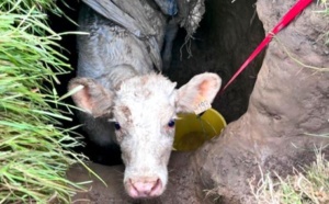 Seine-Maritime. Un bovin de 300 kg tombe dans un trou, il est sauvé par les sapeurs-pompiers 