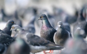Elbeuf : ils s'amusaient à tirer à la carabine sur des pigeons et touchent deux passants