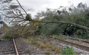 Tempête Ciaran en Seine-Maritime : décès d'un homme au Havre, 85 000 foyers toujours privés d'électricité 