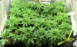 Rouen : une culture d'herbe de cannabis découverte grâce à un huissier