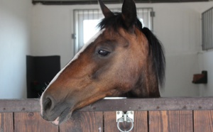 Incendie dans une écurie à Mesnils-sur-Iton : les chevaux évacués à temps