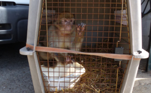 Easy, le singe magot, recueilli par la mairie de Caudebec-lès-Elbeuf, a trouvé refuge aux Pays-Bas