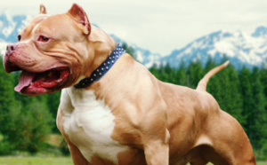 Achères : un enfant de 9 ans mordu par un pitbull sur la fête foraine