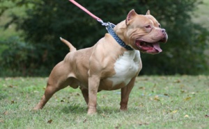 Yvelines : un enfant de 4 ans mordu par un chien sur la base de loisirs de Verneuil