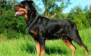 Un enfant mordu par un rottweiler échappé de son enclos à Saint-Aubin-Epinay