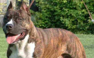 Yvelines : Un enfant de 6 ans mordu au visage en jouant avec un American Staff à Conflans