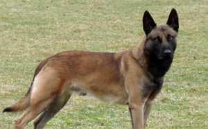 Rouen : mordu aux fesses et aux mains par un chien en voulant s'interposer entre deux hommes 